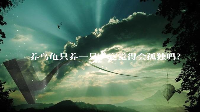 养乌龟只养一只，它觉得会孤独吗？